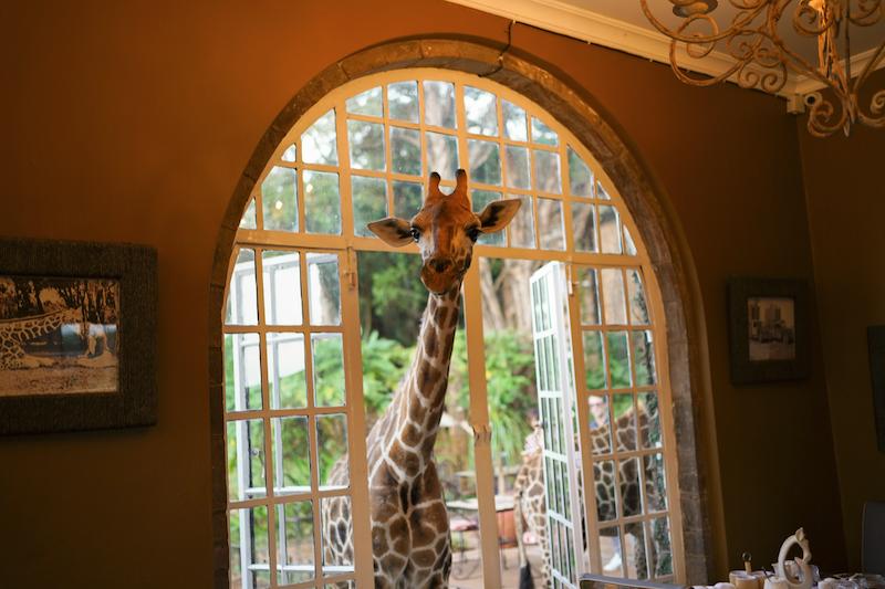Жираф в отеле